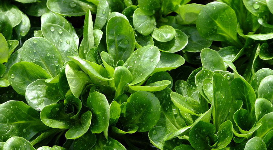 Feldsalat